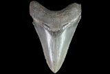Serrated, Fossil Megalodon Tooth - Georgia #83941-1